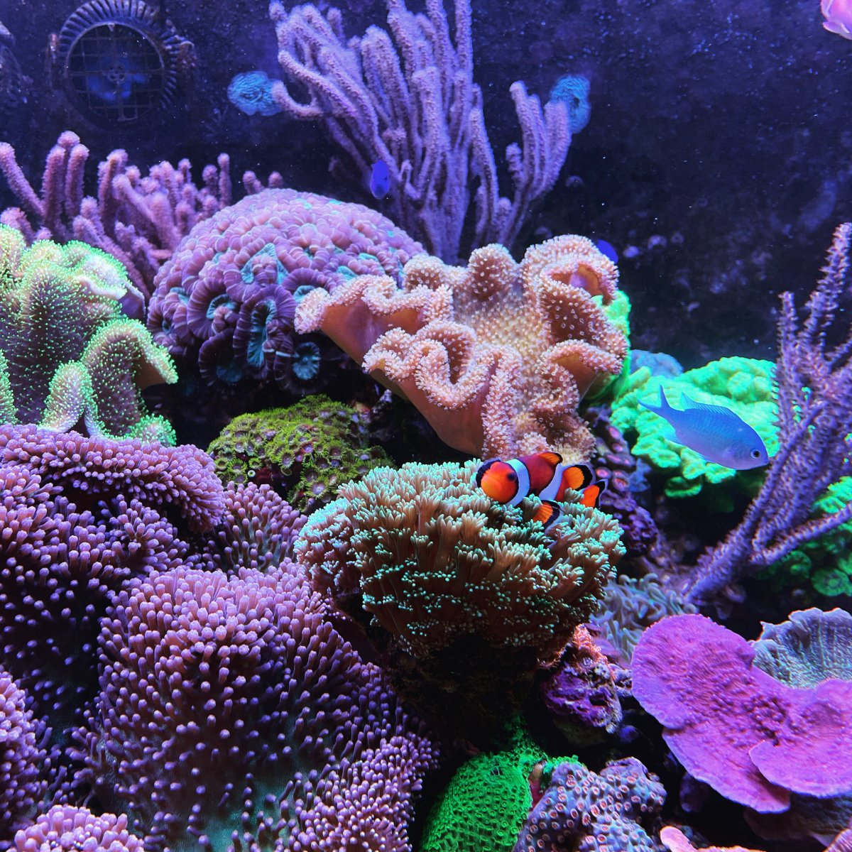 corals.jpeg