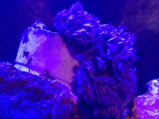 Corals.jpg