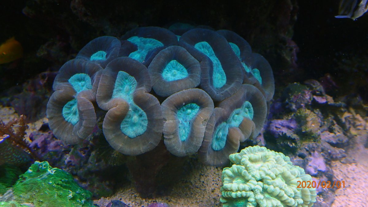 corals.jpg