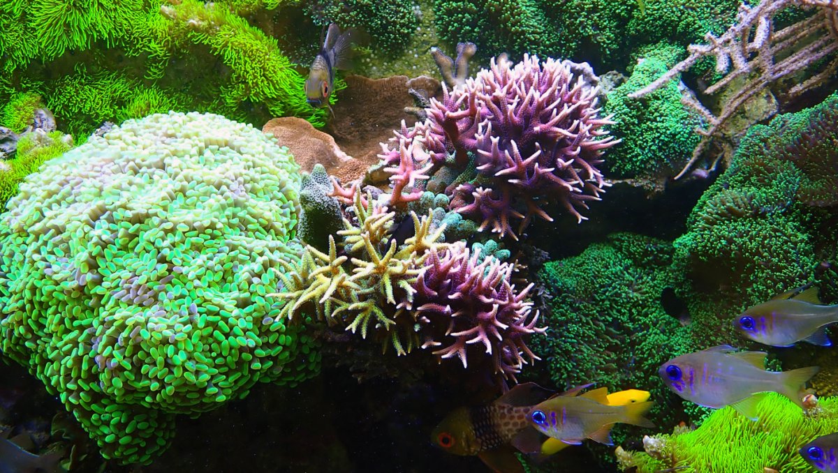 corals.jpg