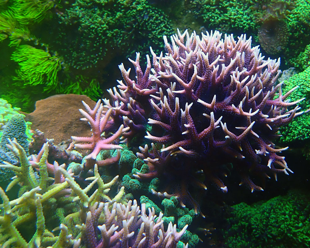 corals.jpg