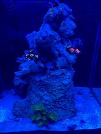 Corals.jpg