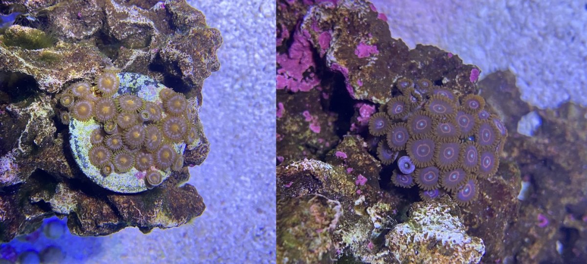 corals.JPG