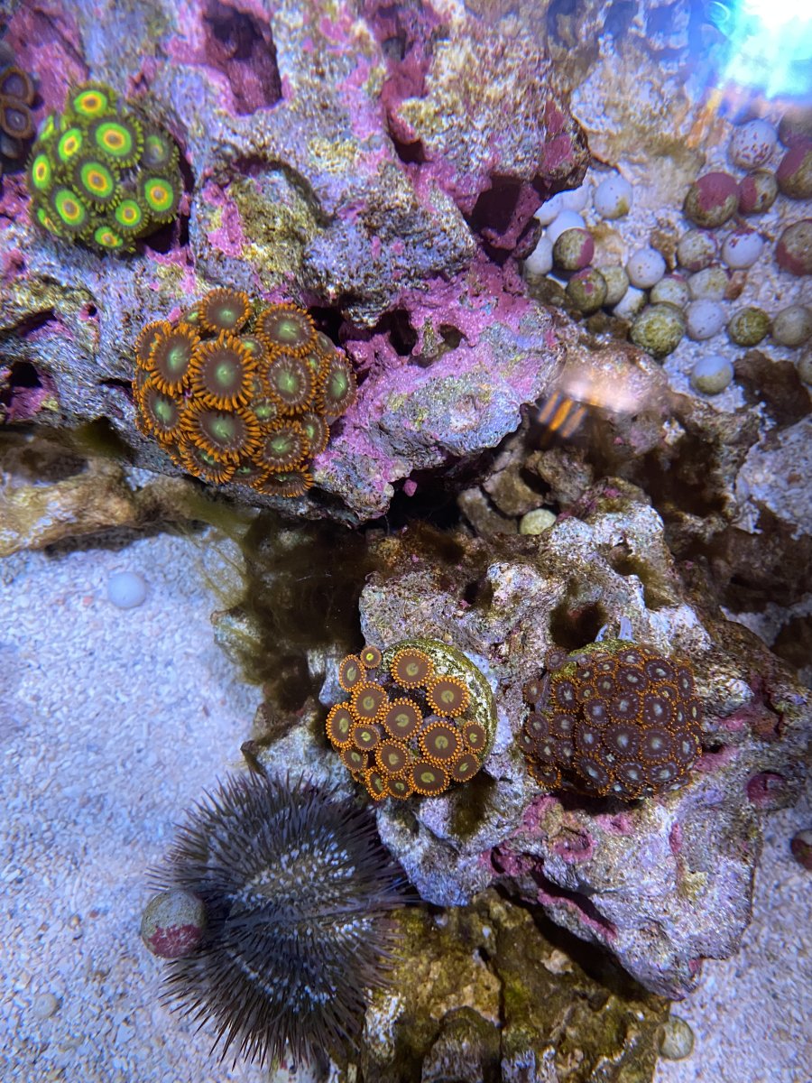 corals.JPG