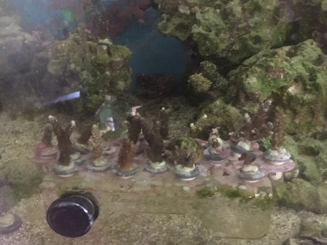 corals.jpg