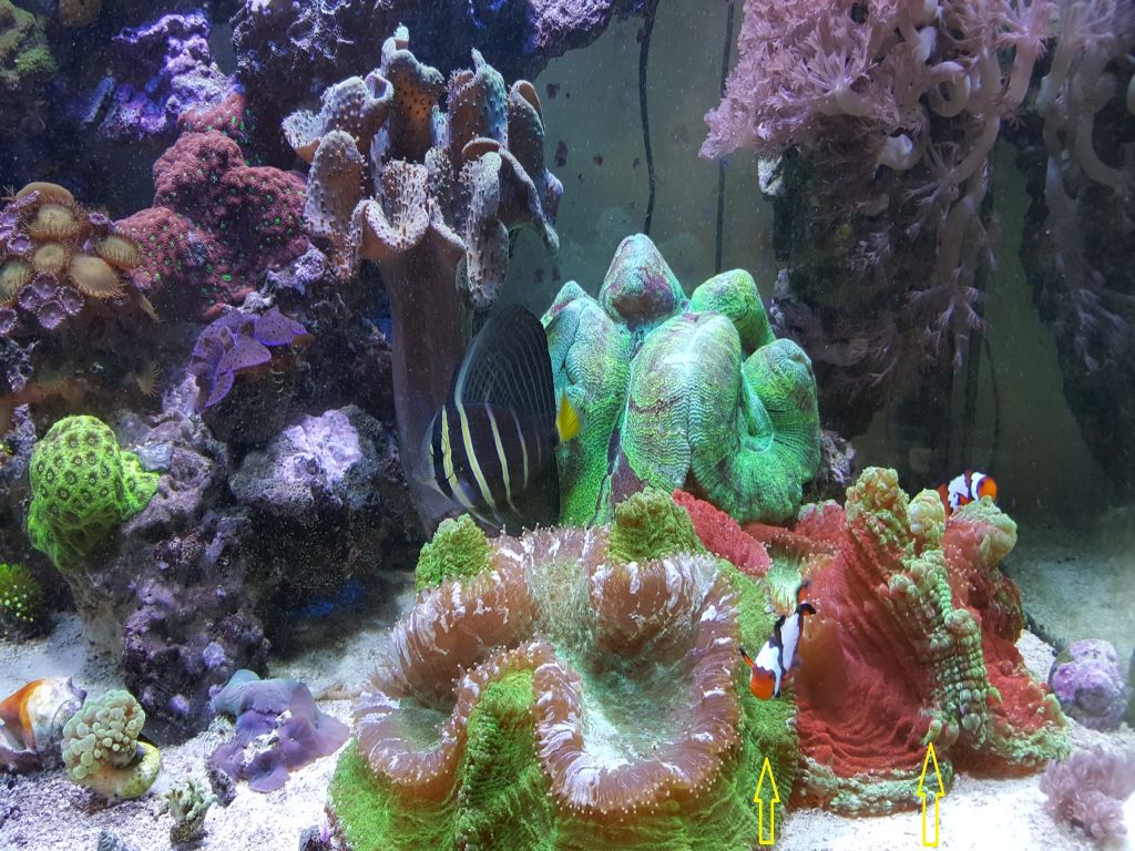 corals.jpg
