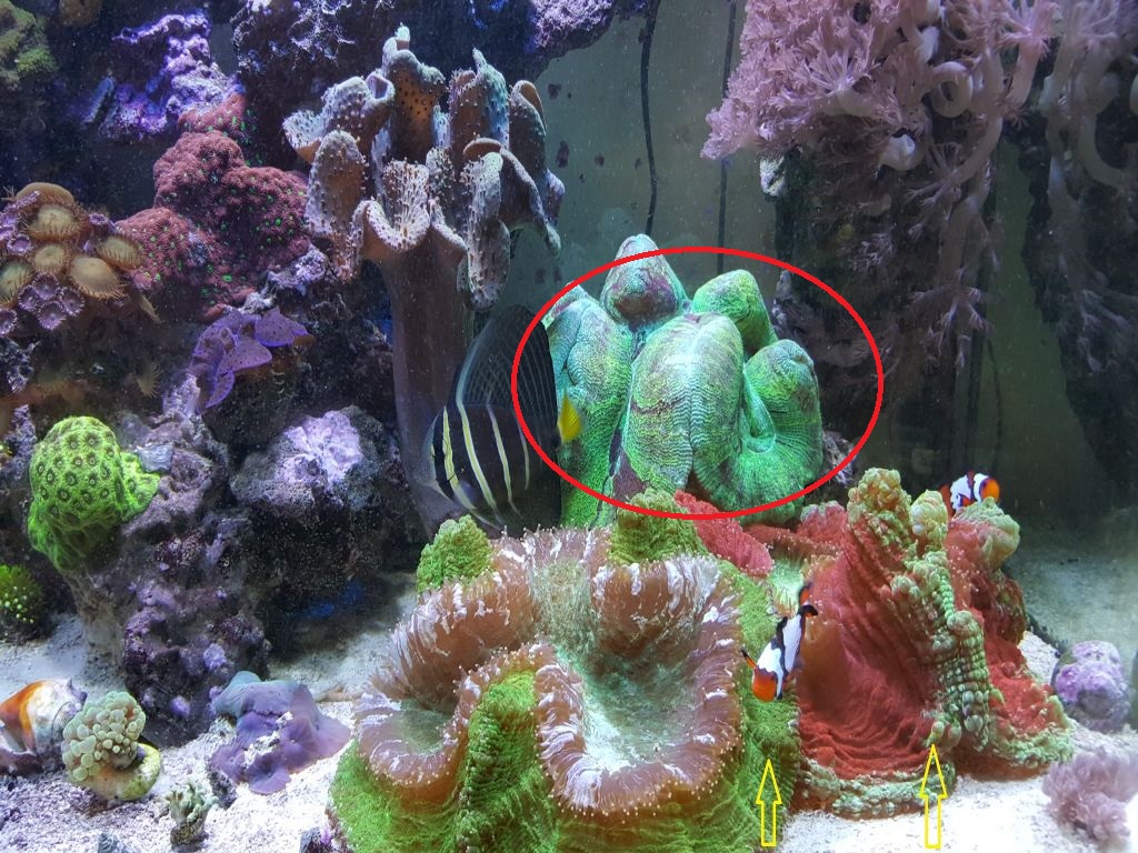 corals.jpg