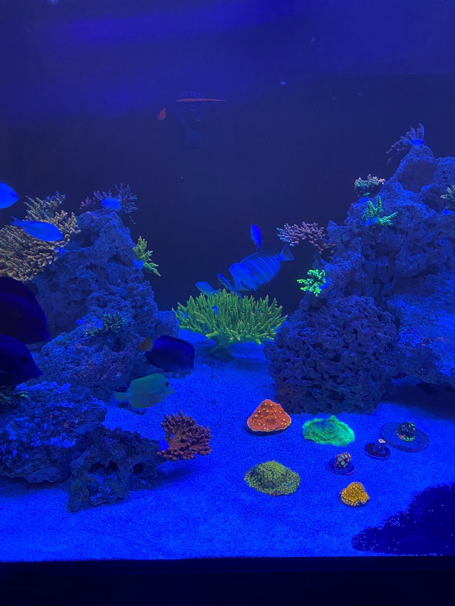 corals.jpg