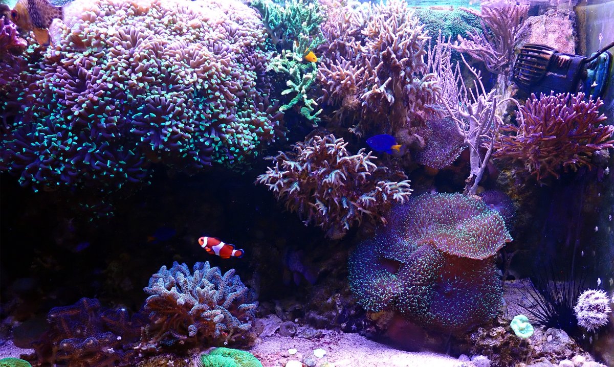 Corals.jpg