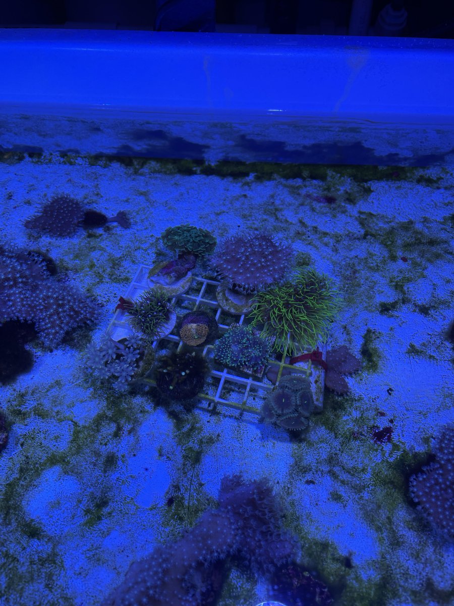 corals.jpg