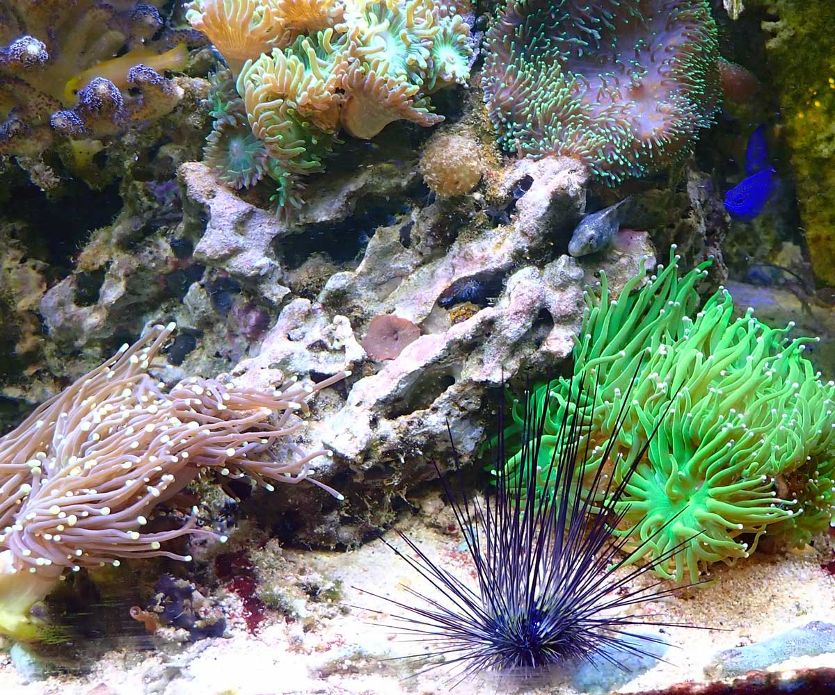 corals.jpg