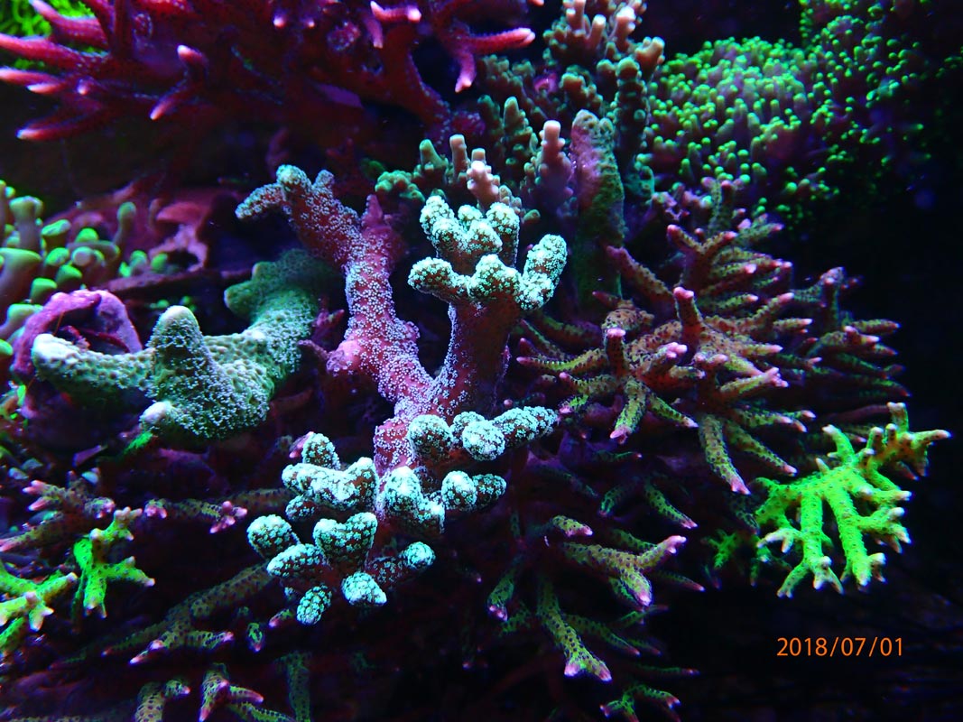 corals.jpg