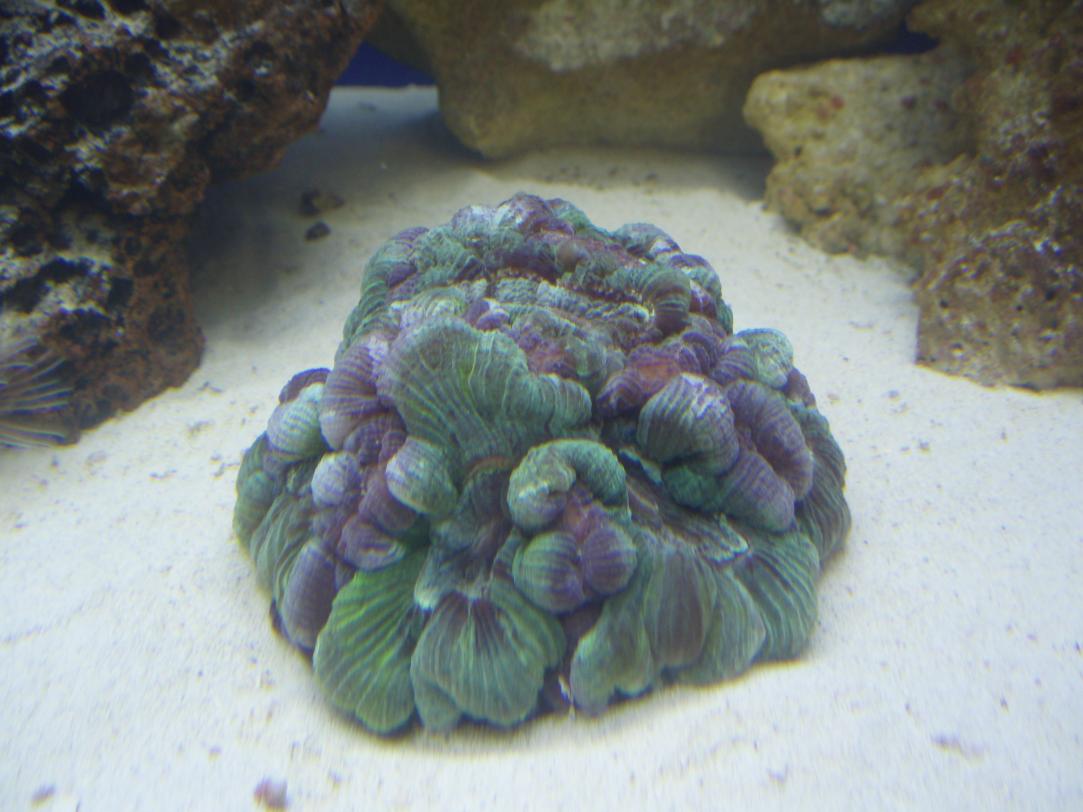 Corals pics 012.jpg