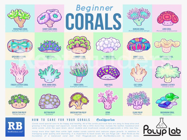 Corals-Poster-ReefBuilders-770x578.jpeg