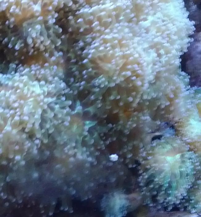 Corals sm 03.jpg