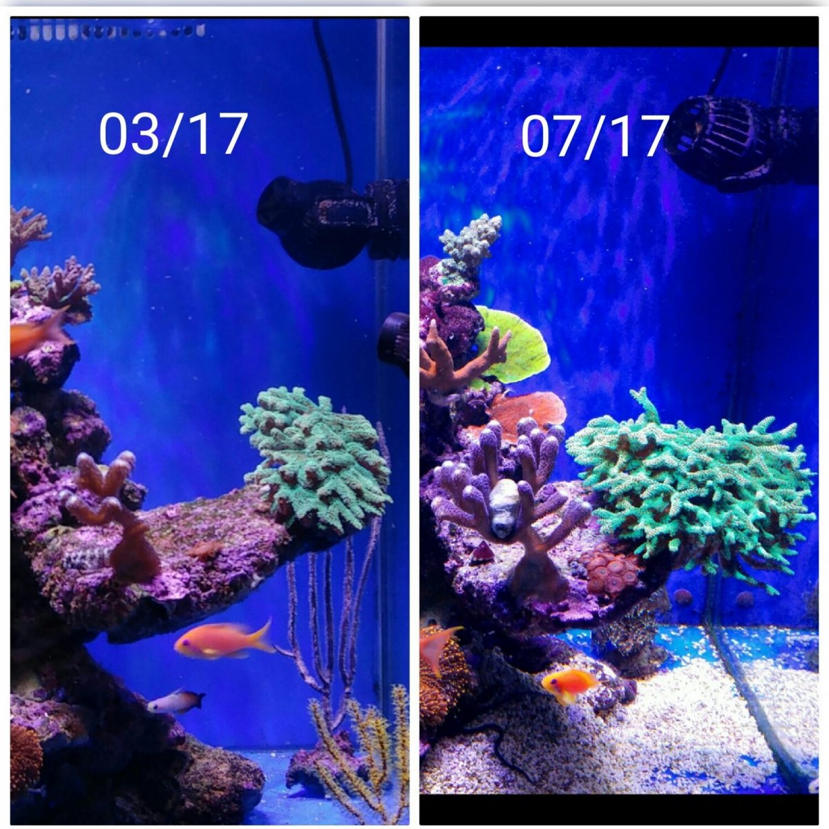 corals-under-LED-before-after-e1508089934566.jpg
