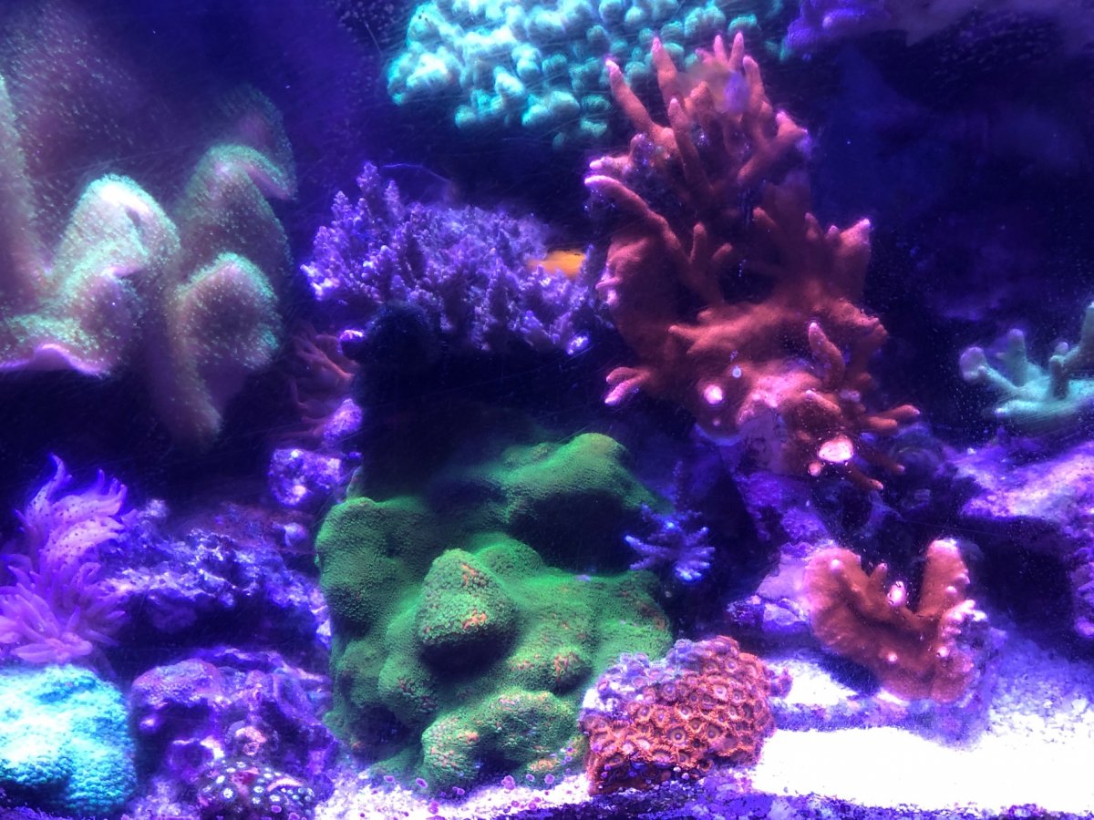 corals2.jpeg