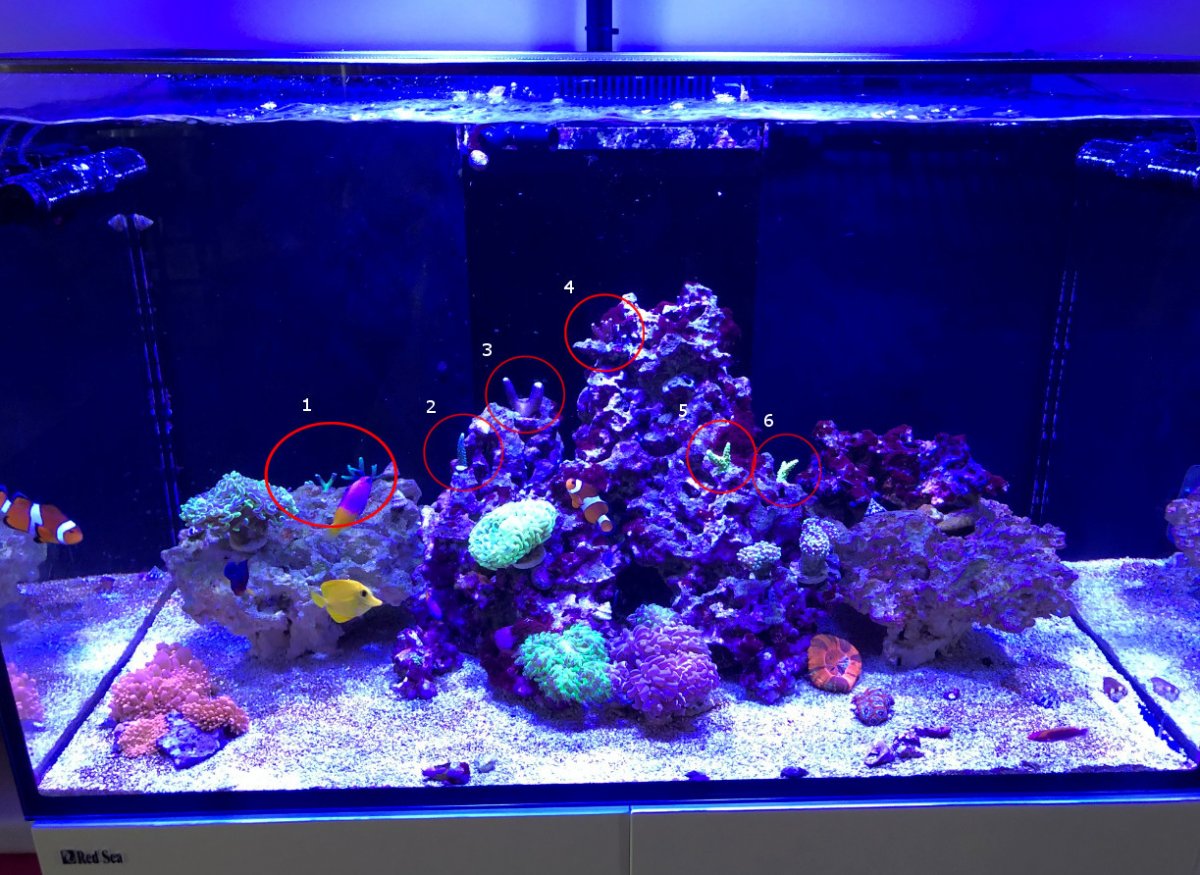Corals2.jpeg