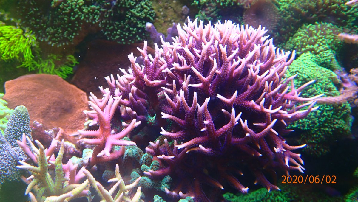 corals2.jpg