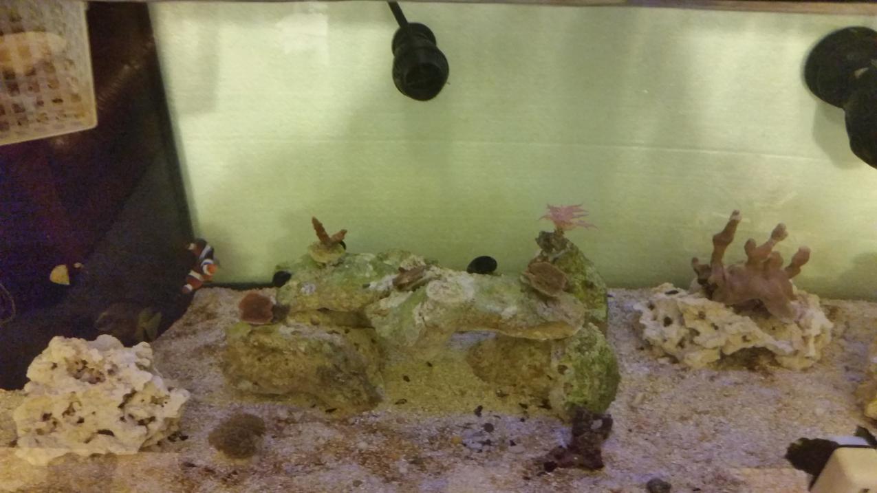 corals2.jpg