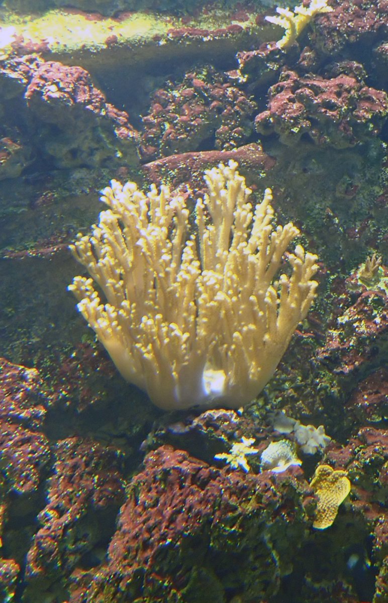 corals2.jpg