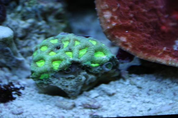 corals3 009.JPG