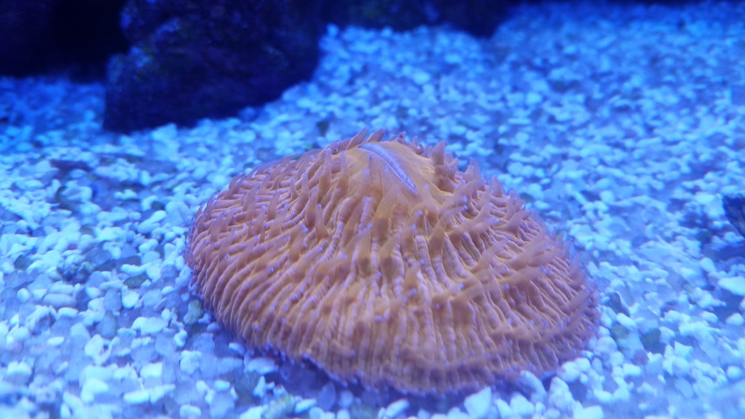corals3.jpg