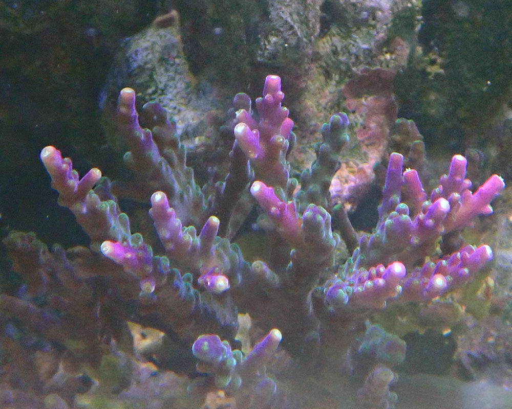 corals4.jpg