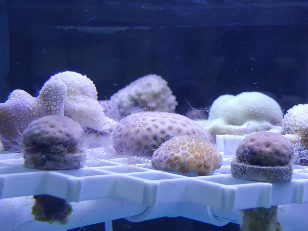 corals819.jpg
