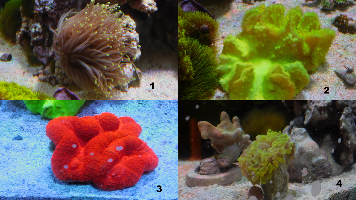 Corals_1_thru_4.jpg.png
