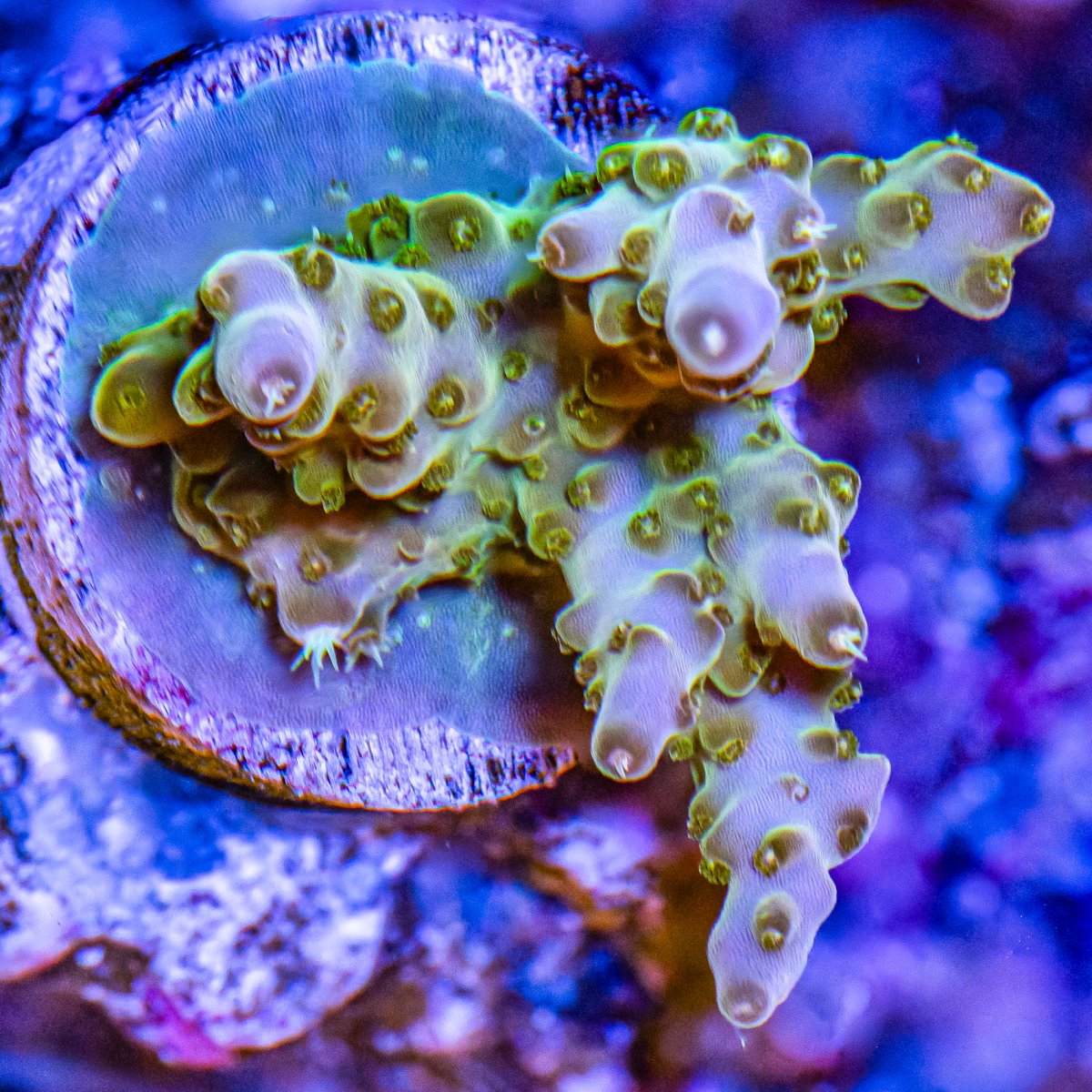 Corals_240331-11.jpg
