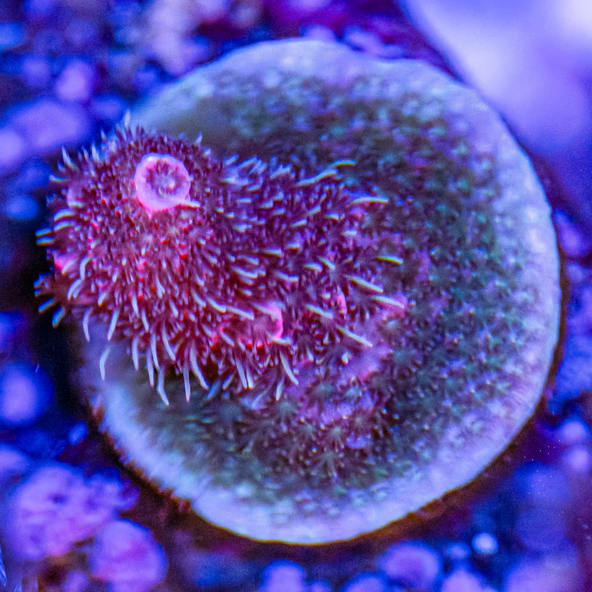 Corals_240331-12.jpg
