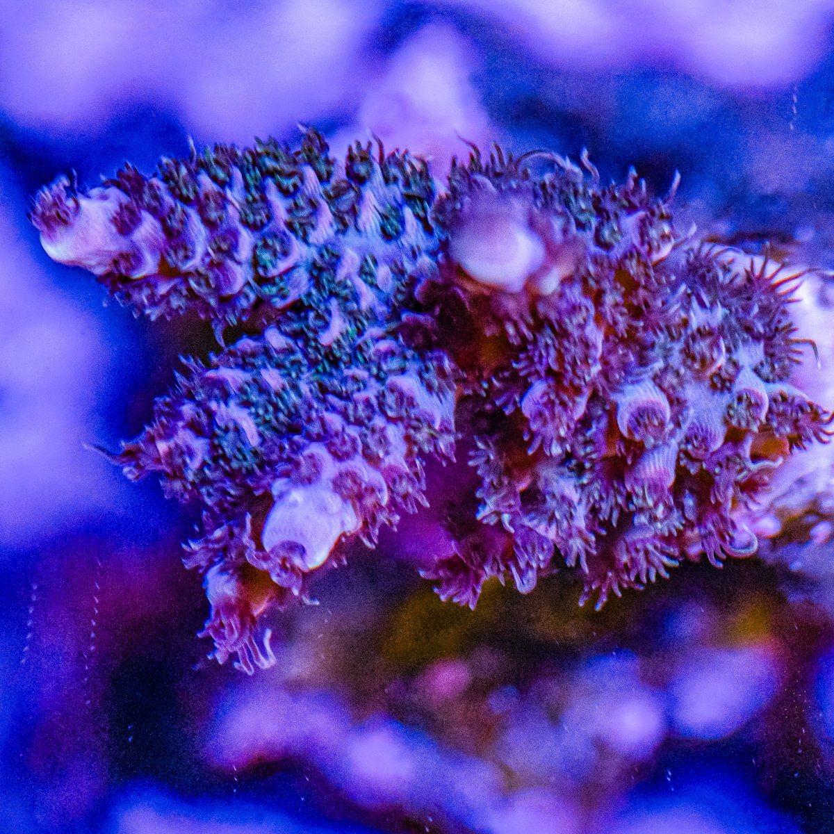 Corals_240331-13.jpg