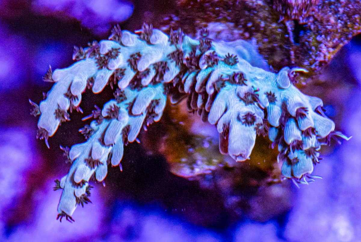 Corals_240331-14.jpg