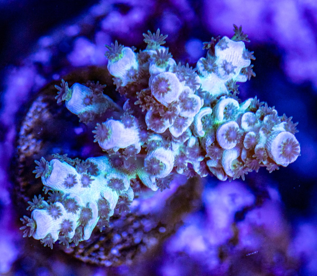 Corals_240331-16.jpg