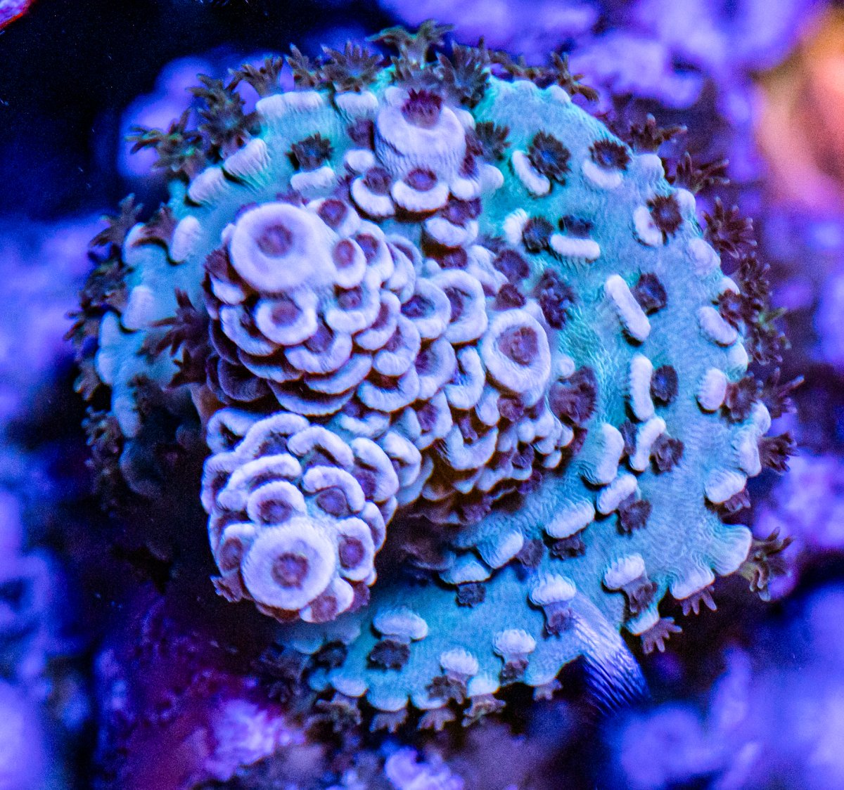 Corals_240331-17.jpg