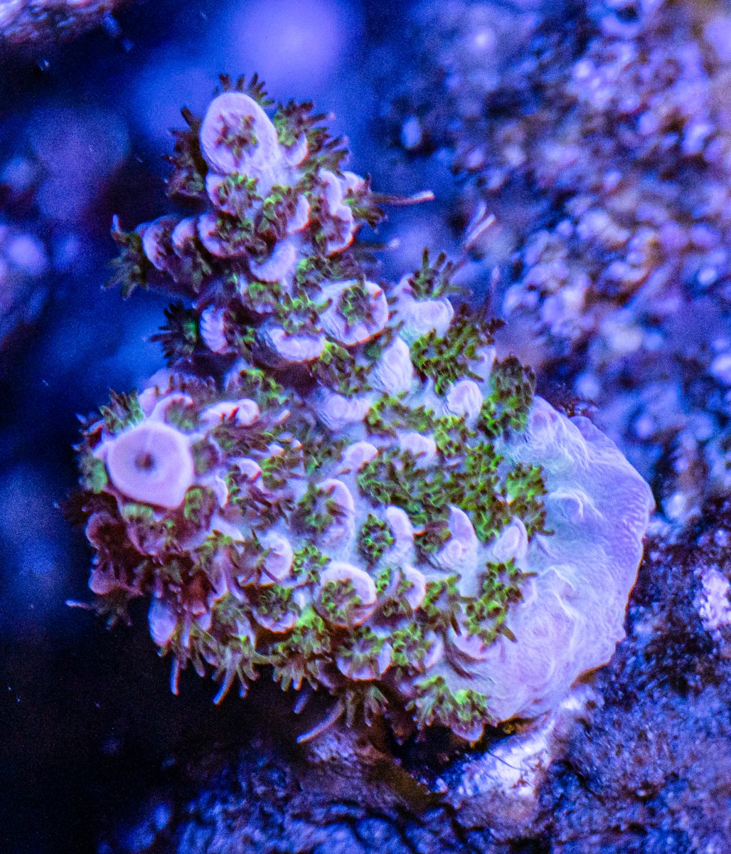 Corals_240331-18.jpg