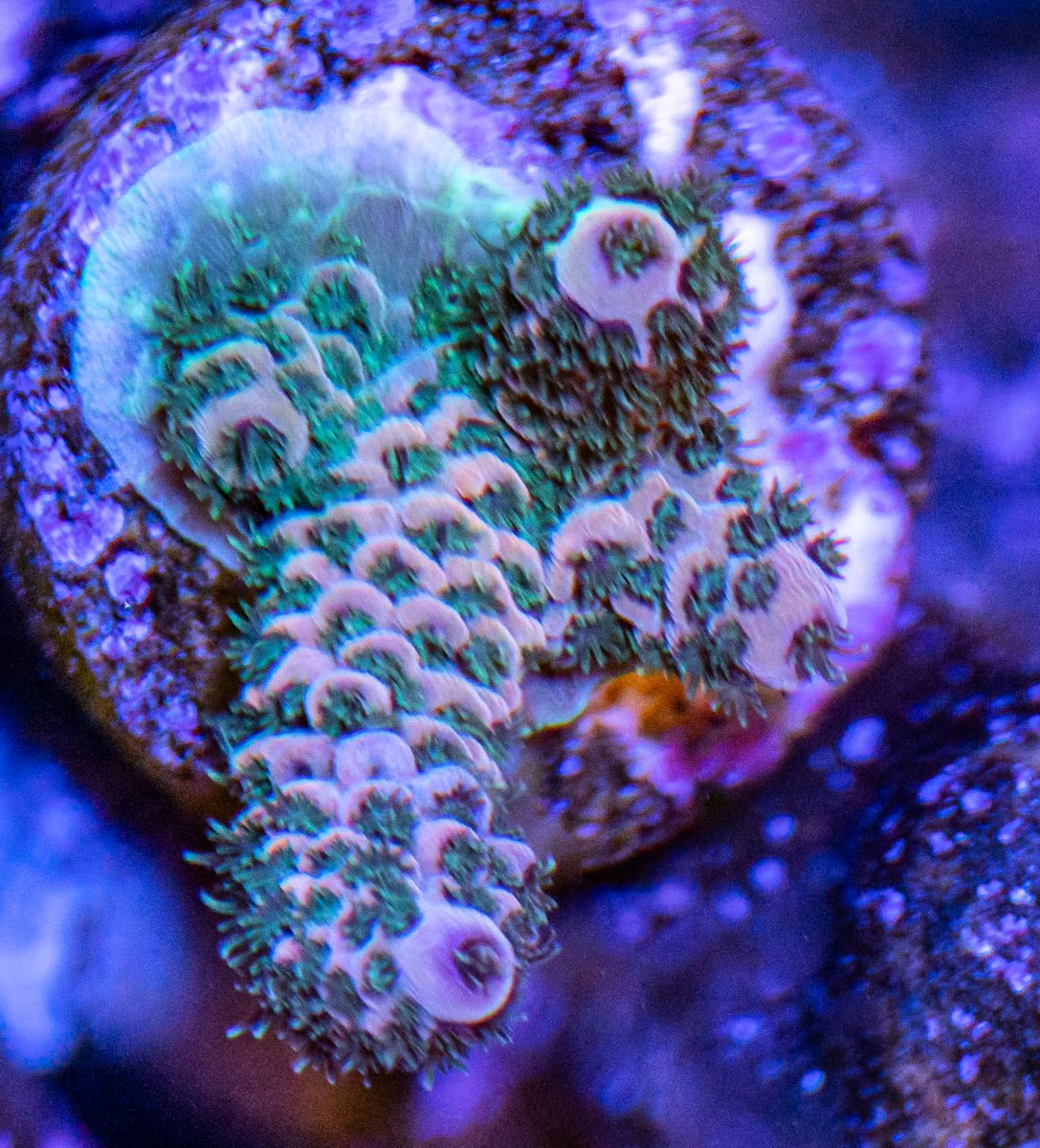 Corals_240331-19.jpg