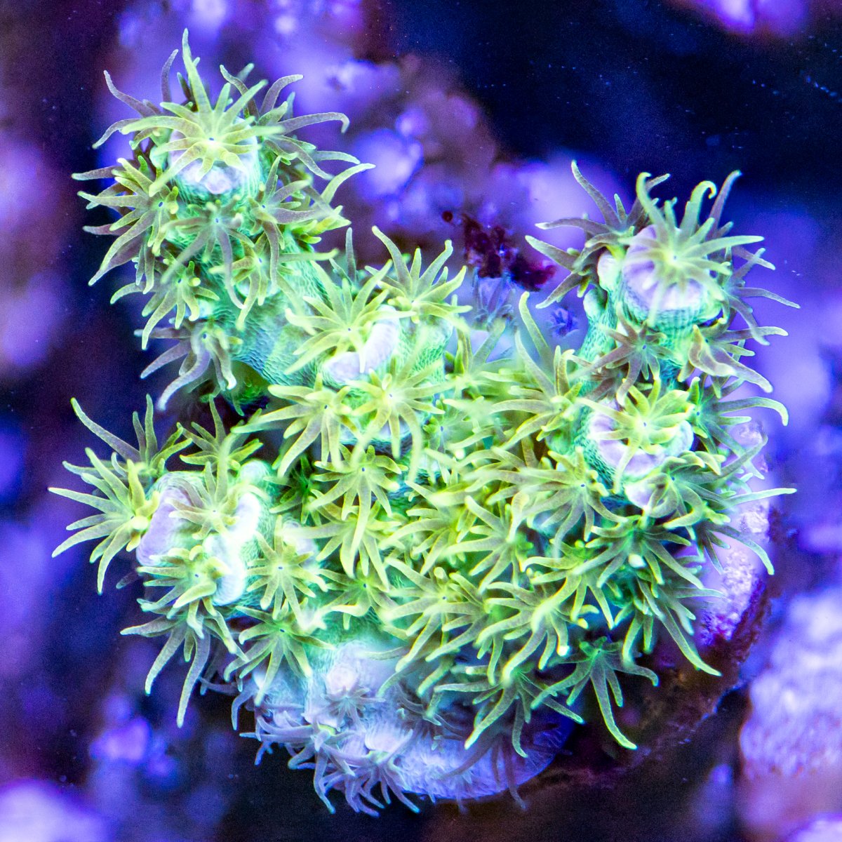 Corals_240331-21.jpg