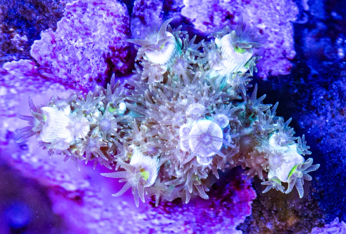 Corals_240331-25.jpg