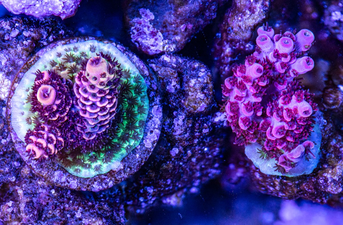 Corals_240331-26.jpg
