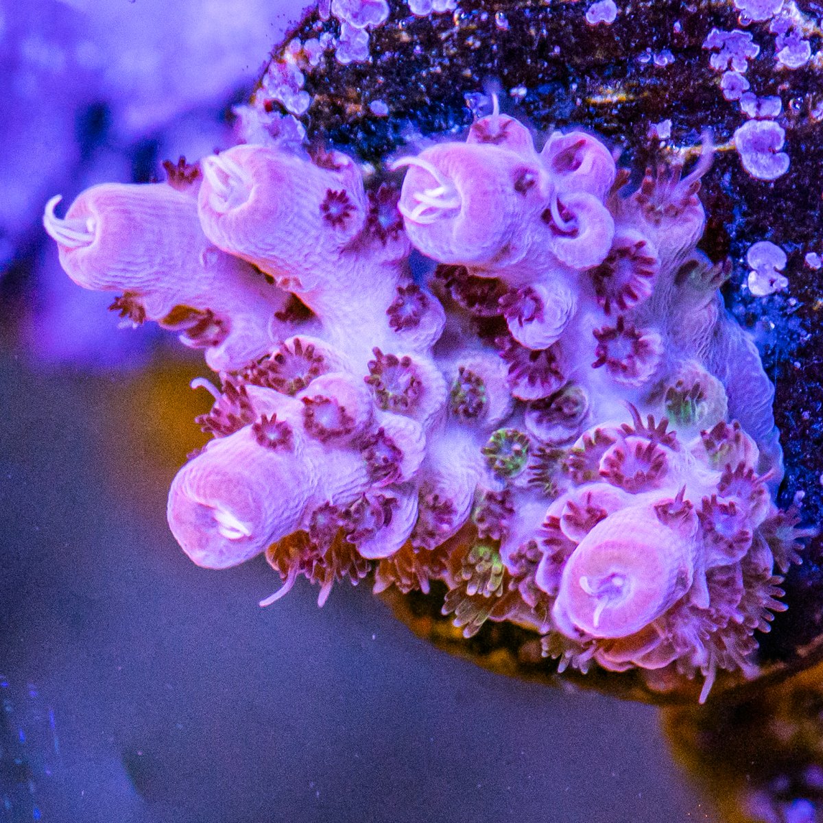 Corals_240331-27.jpg