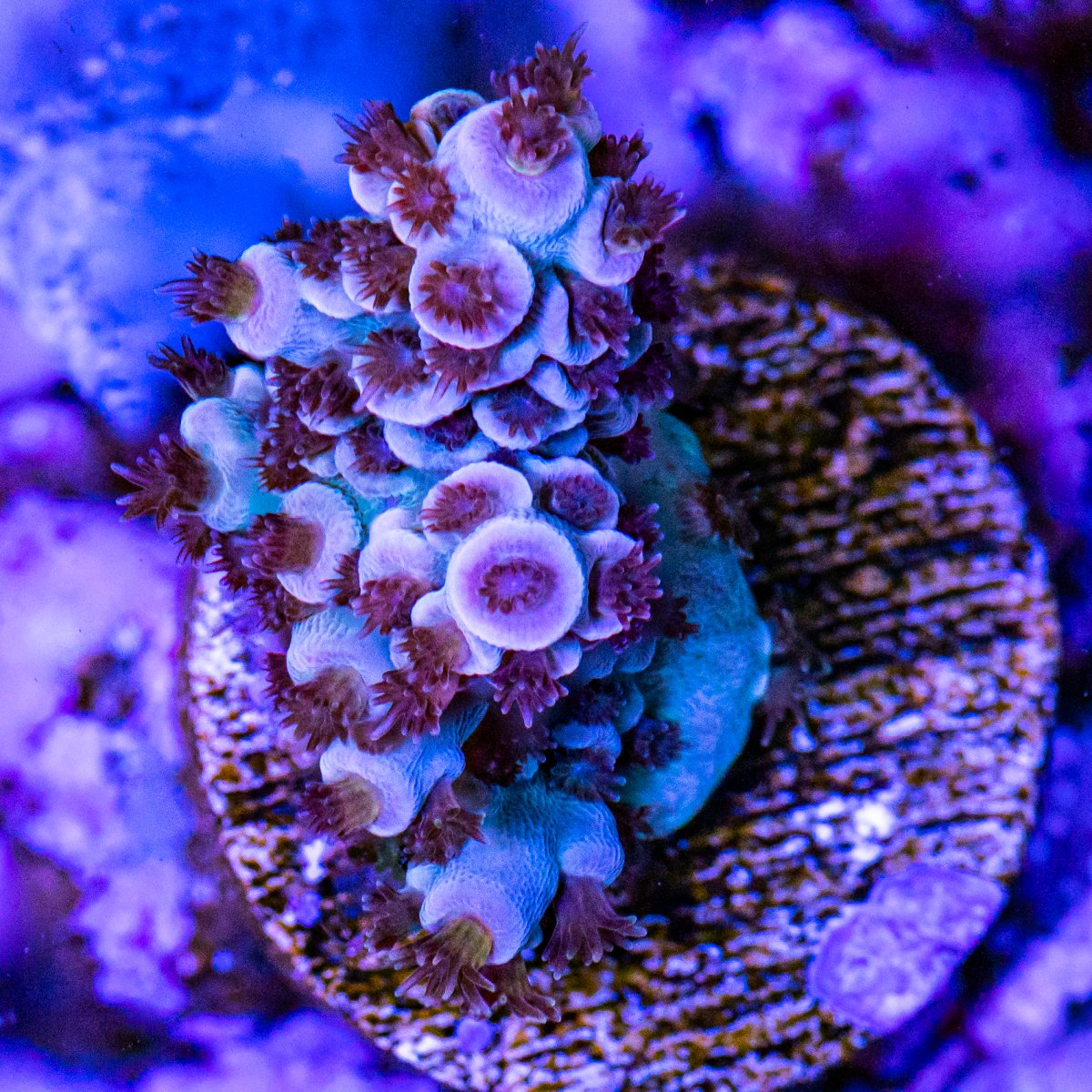 Corals_240331-28.jpg