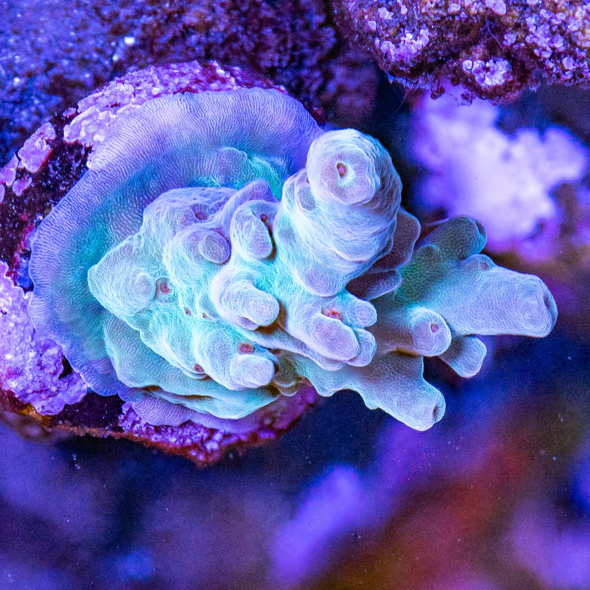 Corals_240331-29.jpg