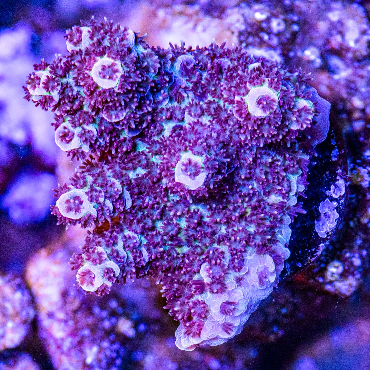 Corals_240331-30.jpg