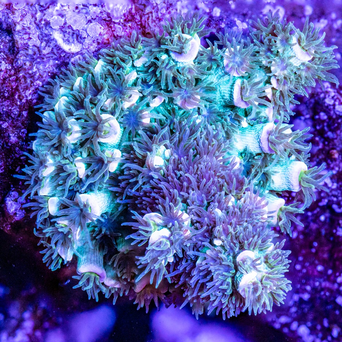 Corals_240331-33.jpg