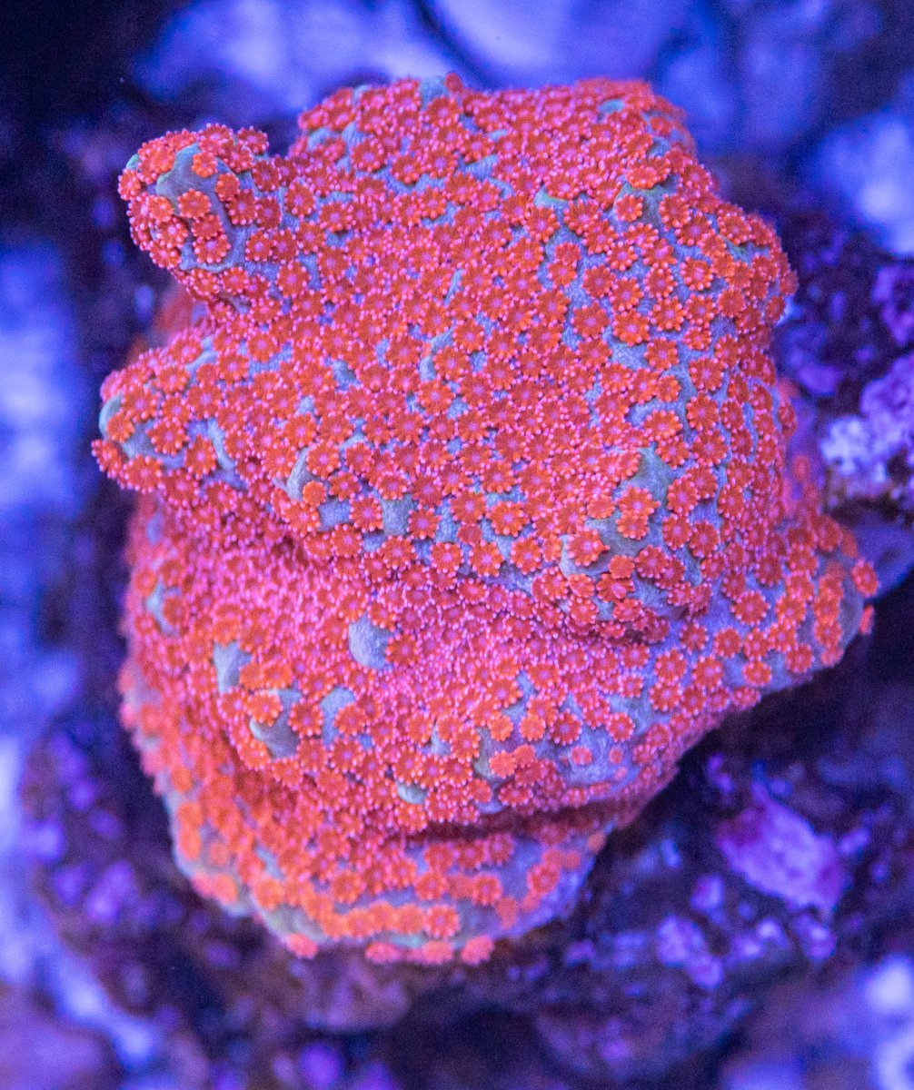 Corals_240331-35.jpg