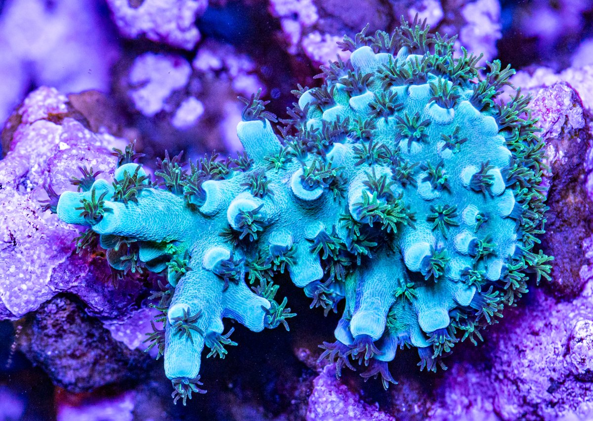 Corals_240331-37.jpg