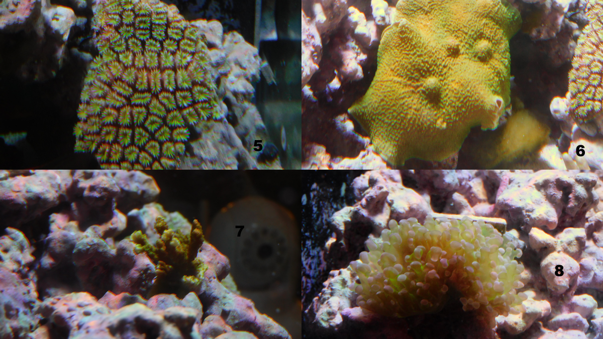 Corals_5_thru_8.jpg.png