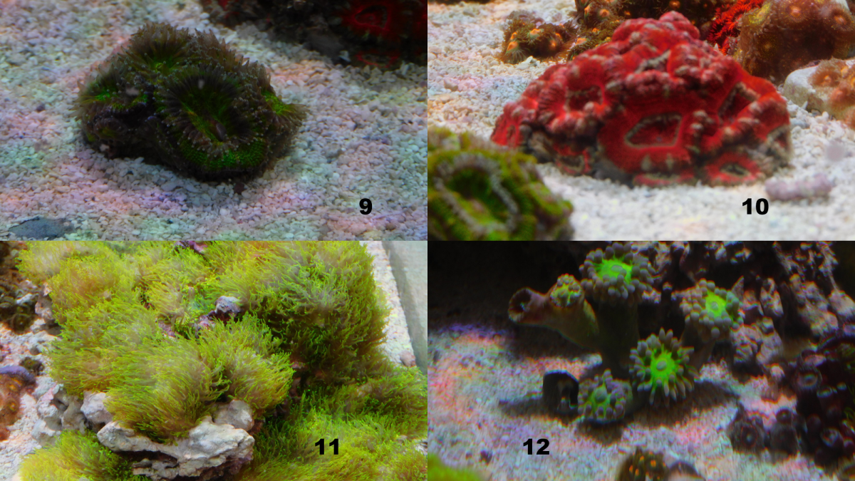 Corals_9_thru_12.jpg.png